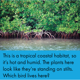 mangrove
