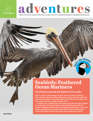 seabirds cover