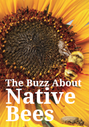 Bees button