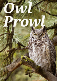 owls button
