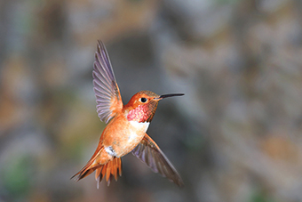 hummingbird