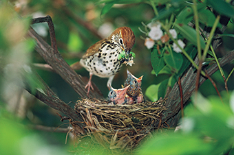 thrush
