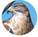 hawk