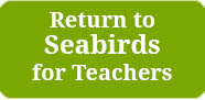 Return to Seabirds for Teachers