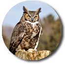 owl