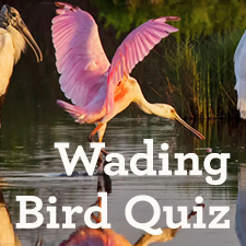 Bird quiz button